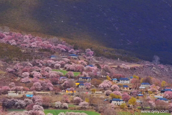 三月林芝桃花節(jié)路線(xiàn)