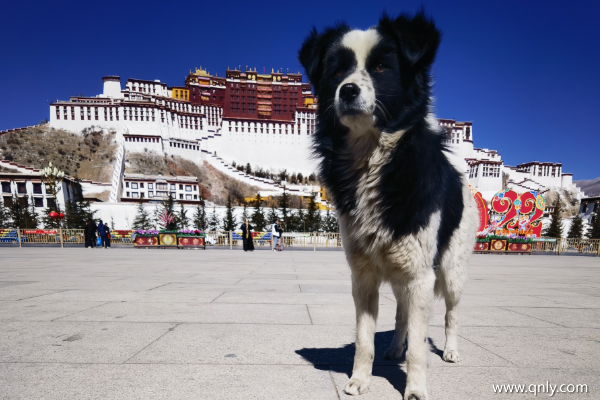 去西藏旅游多少錢