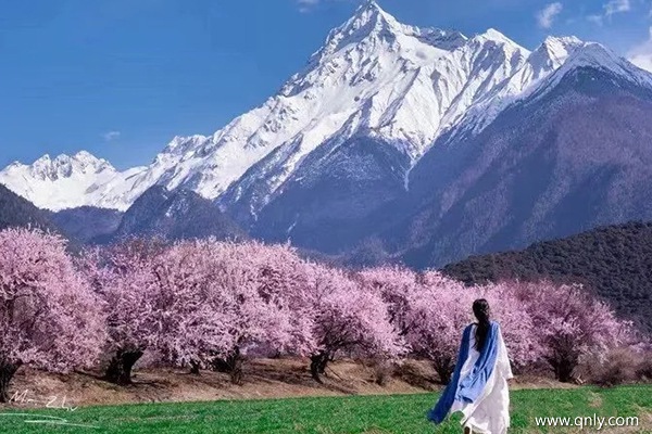 什么時候去林芝看桃花合適