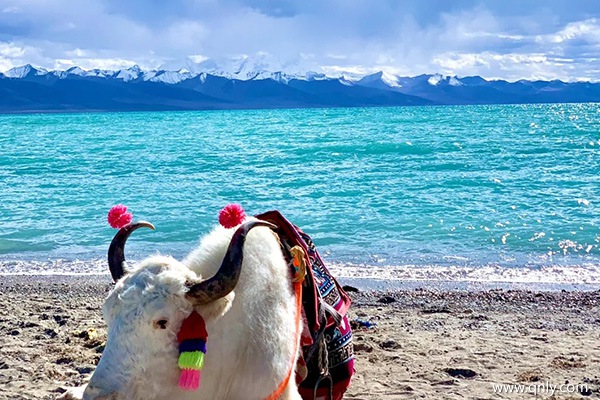 成都去西藏旅游的費(fèi)用？