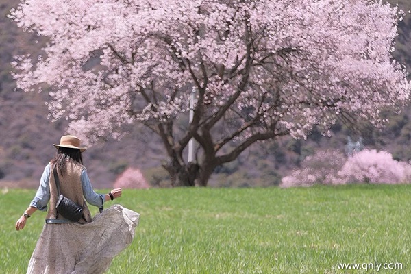 去西藏大概花費