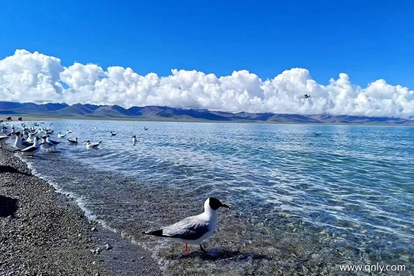 周口去西藏旅游一周要花多少錢